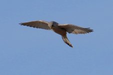 Eurasian Kestrel (2).jpg