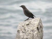 IMG_6856 Blue Rock Thrush @ Disney.JPG