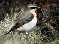 wheatear100416.jpg