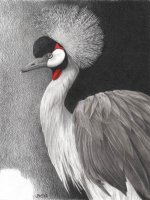 crowned_crane.jpg