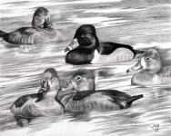 ring-necked_ducks.jpg