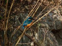 Common Kingfisher 2.jpg