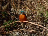 Common Kingfisher.jpg