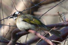 Light-Vented (Chinese) Bulbul.jpg