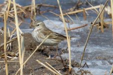 Water Pipit (1).jpg