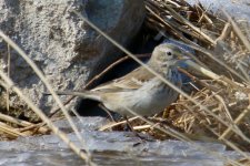 Water Pipit (3).jpg