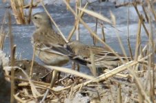 Water Pipit (4).jpg