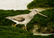 terek sandpiper mudflats A6300 stx85 TLSAPO23_DSC0826.jpg