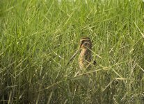 common snipe DB  MP A6300 stx85 TLSAPO30_DSC1137.jpg