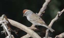 616_08659_BZ2A0794-1 Rufous crowned or Chipping.jpg