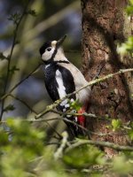 Great Spotted Woodpecker IMG_9274.JPG