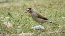 IMG_6377 Chinese Grosbeak @ Pui O.JPG