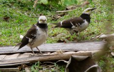 IMG_6381 Black-necked Starling @ Pui O.JPG