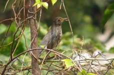 IMG_6421 - Japanese Thrush @ Pui O.JPG