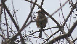 IMG_6411 Bull-headed Shrike @ Pui O.JPG