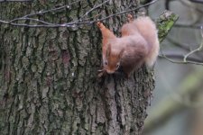 20160316 (5)_Red_Squirrel (1024x683).jpg