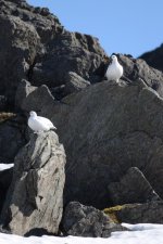 20160316 (16)_Ptarmigan (683x1024).jpg