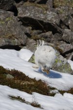 20160316 (22)_Mountain_Hare (683x1024).jpg