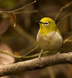 japanese white-eye pond lamma D7200 200-500mm 1.4x_DSC7636.jpg