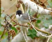 P1280043.jpeg   SardinianWarbler FULL ON.jpg