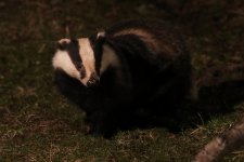 20160316 (34)_Badger (1024x683).jpg