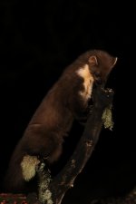 20160316 (38)_Pine_Marten (683x1024).jpg