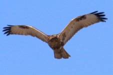 Eastern Buzzard (1).jpg