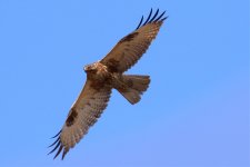 Eastern Buzzard (2).jpg