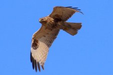 Eastern Buzzard (3).jpg