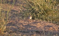 0.001 Scruffy adult female Black-crowned Sparrow-lark 16.02.15 07.47.jpg