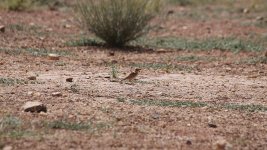 0.002 Adult female Black-crowned Sparrow-lark 16.02.14 14.01.jpg