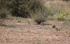 0.005 Adult & Female Black-crowned Sparrow-lark 16.02.14 14.03.jpg