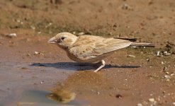 0.07 Scruffy adult female Black-crowned Sparrow-lark 16.02.15 13.49.jpg