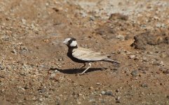 0.008 Adult male Black-crowned Sparrow-lark male 16.02.15 13.47.jpg