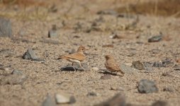 0.010 Adult & juvenile Desert Lark 16.02.15 15.22.jpg