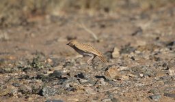 0.012 Dunn's Lark juvenile 16.02.14 17.03.jpg