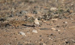 0.013 Dunn's Lark juvenile 16.02.14 17.04.jpg