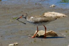 Common Redshank.jpg