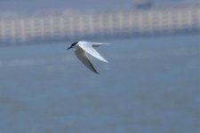 Gull Billed Tern 01.jpg