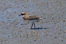 Lesser Sand Plover.jpg