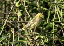 Yellowhammer.jpg