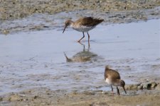 Common Redshank (1).jpg