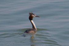 Great Crested Grebe (1).jpg