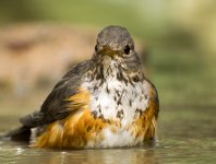 gb thrush M imm pond lamma GX8 stx85 TLS APO23_1070186.jpg