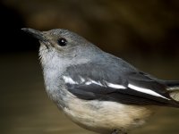 magpie robin F pond lamma GX8 stx85 TLS APO23_1060668.jpg