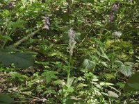 early purple orchid may 16 2016 2.jpg