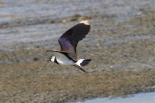 Northern Lapwing (1).jpg