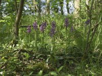 early purple orchid may 16 2016.jpg