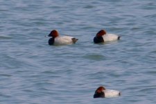 Common Pochard.jpg