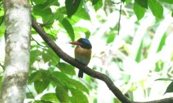 Banded Kingfisher.jpg